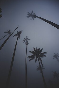 The Cocora Valley (Spanish: Valle de Cocora) is a valley in the department of Quindio, just outside the pretty little town of Salento, in the country of Colombia,