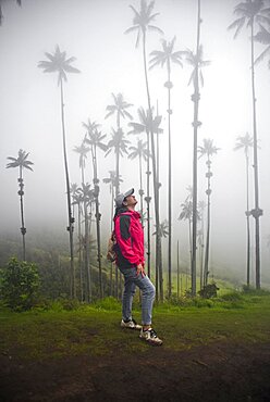 The Cocora Valley (Spanish: Valle de Cocora) is a valley in the department of Quindio, just outside the pretty little town of Salento, in the country of Colombia,