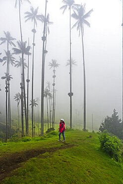 The Cocora Valley (Spanish: Valle de Cocora) is a valley in the department of Quindio, just outside the pretty little town of Salento, in the country of Colombia,