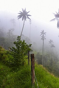 The Cocora Valley (Spanish: Valle de Cocora) is a valley in the department of Quindio, just outside the pretty little town of Salento, in the country of Colombia,