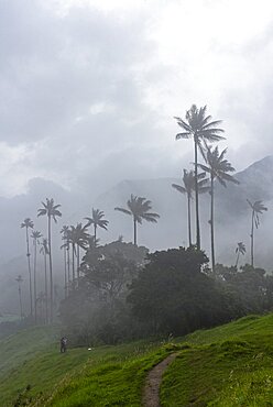 The Cocora Valley (Spanish: Valle de Cocora) is a valley in the department of Quindio, just outside the pretty little town of Salento, in the country of Colombia,