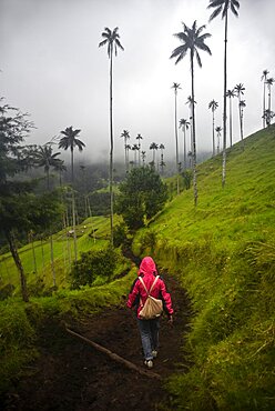 The Cocora Valley (Spanish: Valle de Cocora) is a valley in the department of Quindio, just outside the pretty little town of Salento, in the country of Colombia,