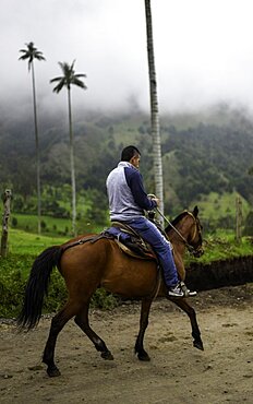 The Cocora Valley (Spanish: Valle de Cocora) is a valley in the department of Quindio, just outside the pretty little town of Salento, in the country of Colombia,