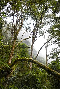 The Cocora Valley (Spanish: Valle de Cocora) is a valley in the department of Quindio, just outside the pretty little town of Salento, in the country of Colombia,