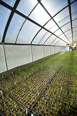 Planters in greenhouse