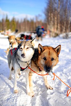 Wilderness husky sledding taiga tour with Bearhillhusky in Rovaniemi, Lapland, Finland