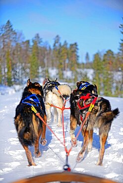 Wilderness husky sledding taiga tour with Bearhillhusky in Rovaniemi, Lapland, Finland