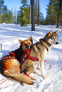 Wilderness husky sledding taiga tour with Bearhillhusky in Rovaniemi, Lapland, Finland