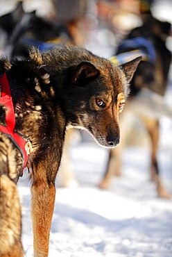 Wilderness husky sledding taiga tour with Bearhillhusky in Rovaniemi, Lapland, Finland