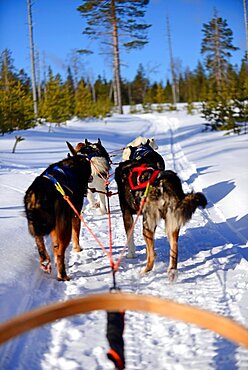 Wilderness husky sledding taiga tour with Bearhillhusky in Rovaniemi, Lapland, Finland