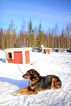 Wilderness husky sledding taiga tour with Bearhillhusky in Rovaniemi, Lapland, Finland