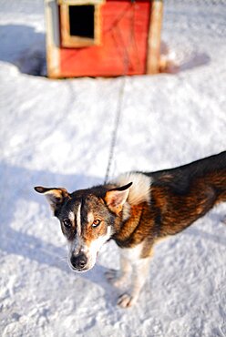 Wilderness husky sledding taiga tour with Bearhillhusky in Rovaniemi, Lapland, Finland