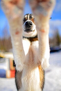 Wilderness husky sledding taiga tour with Bearhillhusky in Rovaniemi, Lapland, Finland