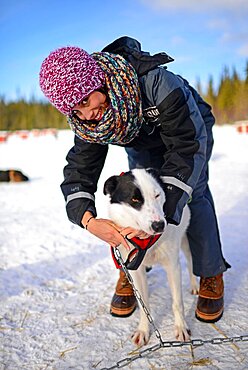 Young woman puts harness on dog. Wilderness husky sledding taiga tour with Bearhillhusky in Rovaniemi, Lapland, Finland