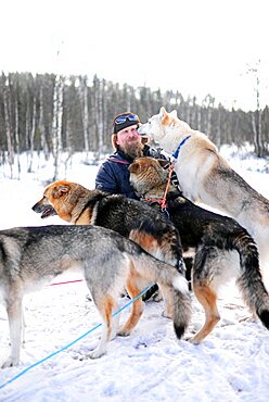 Group of lovely dogs kissing young man. Wilderness husky sledding taiga tour with Bearhillhusky in Rovaniemi, Lapland, Finland