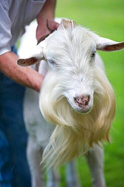 Dairy goat farm breeder and cheese producers