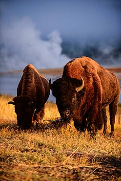 America Bison (Bison bison) in Yellowstone National Park, USA