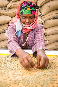 Addis Ababa, Ethiopia - Ethiopian female workers sorting arabica coffee beans to export at Oromia Coffee Farmers Cooperative.