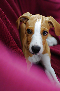 Portrait of Ronnie, a cute 3 months old puppy