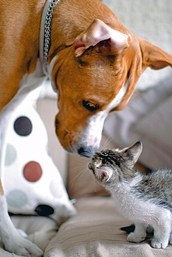 Few weeks old kitten interacting with dog