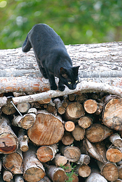 Black cat in nature