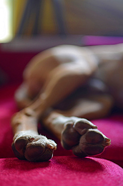 Close up of dog paws while sleeping on sofa