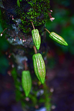 Cocoa fruit, A day with the Bribri, indigenous people in Lim?n Province of Costa Rica