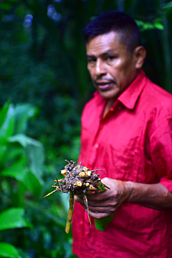 Catato L?pez, Bribri man showing root used for assorted purposes, A day with the Bribri, indigenous people in Lim?n Province of Costa Rica