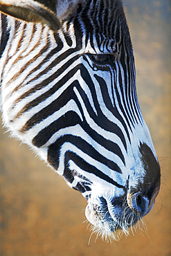 Grevy's Zebra or Imperial zebra (Equus grevyi).
Park of the Nature of Cabarceno. Cabarceno, Cantabria, Spain.