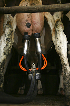 dairy farm in the netherlands.