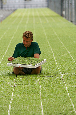 germination of seeds in glasshouses