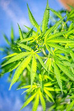 Industrial Hemp (Cannabis sativa) growing commercially on the eastern shore of Maryland