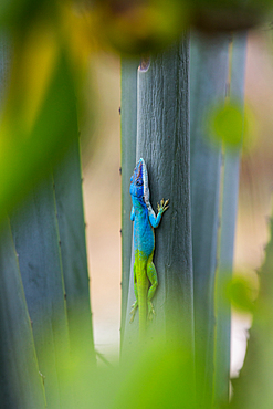 Cayo Coco nature reserve, Cuba