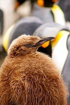 A King Penguin Chick sleeps on Sandy Bay, Macquarie Island