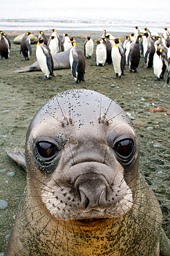 An Elephant Seal Pup stares into my camera on Sandy Bay, Macquarie Island, Antarctica