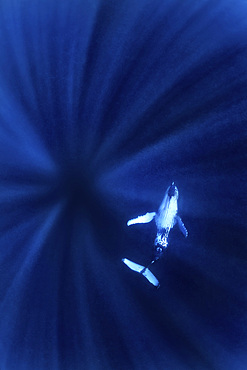 Dreamlike shot of a humpback whale (Megaptera novaeangliae) in the waters of Tonga island (south Pacific)