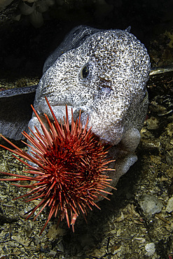 A wolf eel (Anarhichas lupus) bites into its favorite food, a sea urchin.