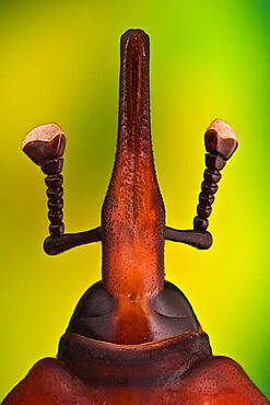 Rhynchophorus ferrugineus or red palm weevil; it is killing all palm trees in Spain,  originary from South east Asia  it is believed it came to Spain in some imported palm trees from Egypt