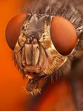 Calliphora vicina  or blue bottle fly; with its very  characteristic bright orange cheeks