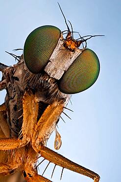 A Longlegged fly;  they will catch your attention with their bright green metallic eyes