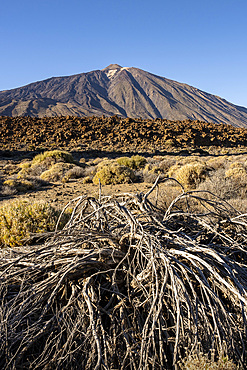 Teide, volcanic rock formations, and retama (Spartocytisus supranubius) in Teide national park, Tenerife, Canary Islands, Spain