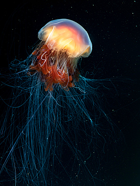 A lion's mane jellyfish (Cyanea capillata) with lengthy flowing tentacles photographed against the black background of the dark north east atlantic.