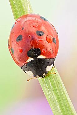 This is the most common ladybird in Europe, introduced in many countries as pests control agents as they are voracious predators of aphids