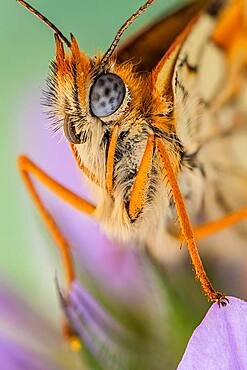 Butterflies are often polymorphic, and many species make use of camouflage, mimicry and aposematism to evade their predators.