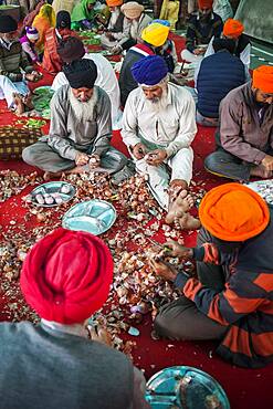 Volunteers preparing onions for cooking to do meals for the pilgrims who visit the Golden Temple, Each day, they serve free food for 60,000 - 80,000 pilgrims, Golden temple, Amritsar, Punjab, India