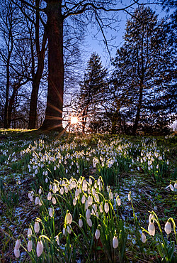 Snowdrops at Rode Hall, Scholar Green, near Congleton, Cheshire, England, United Kingdom, Europe