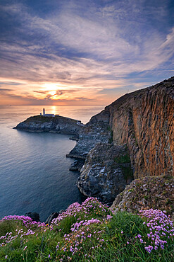 Wild flowers on the cliffs above South Stack lighthouse at sunset, South Stack, Anglesey, North Wales, United Kingdom, Europe