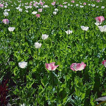 Opium poppies in bloom, India, Asia