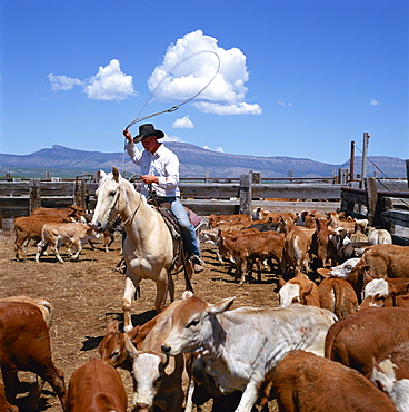 Cowboy riding a horse rounding up cattle for branding in Arizona, United States of America, North America