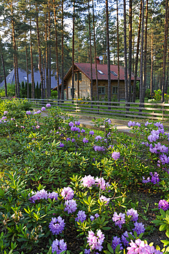 House in a coastal pine forest at Kemeri ,Jurmala, Gulf of Riga, Latvia, Baltic region, Europe